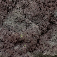 uncertain xenolith