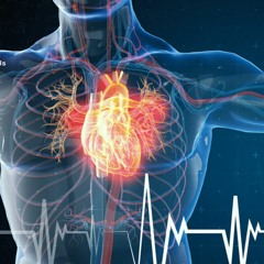 Heart Failure Care | Heal and Soften Heart Muscles and Blood Vessel Walls & Improve Circulation