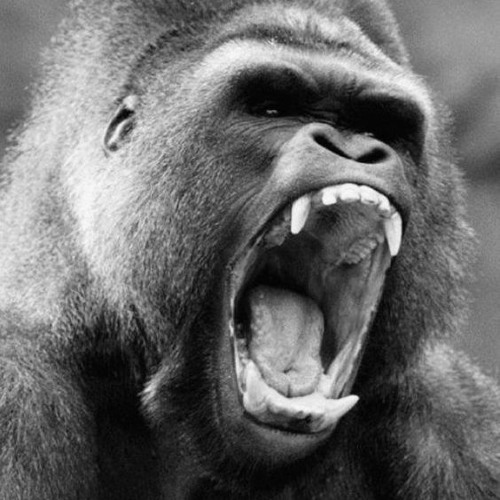 GORILLA MODE.