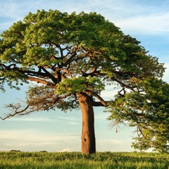 The Dreeman Tree