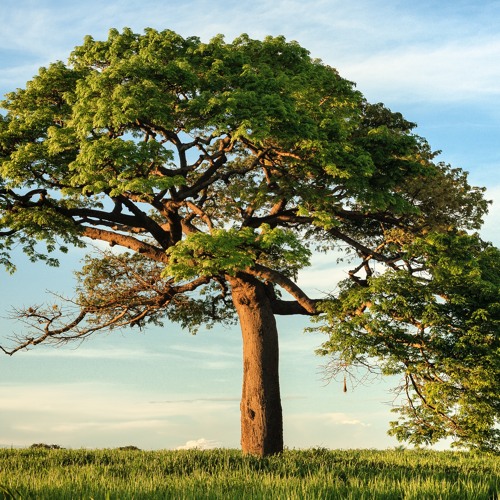 The Dreeman Tree