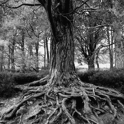 Baagh (stedio version)