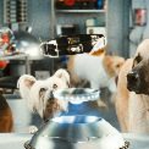 Watch like cats and dogs online free sale