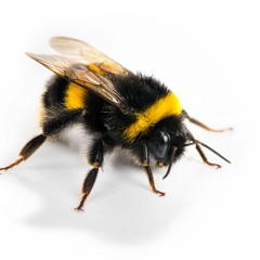 baby bumble bee