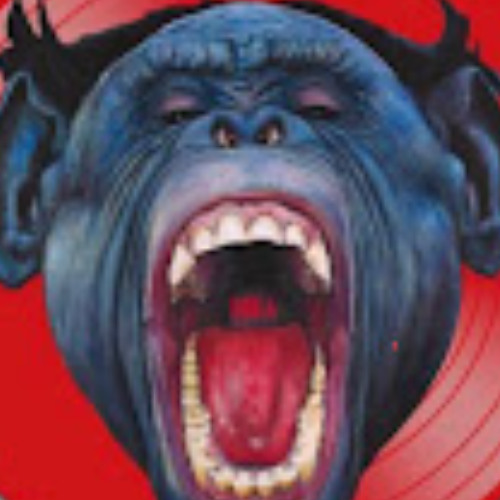 kuvasz x aspliff #firstclass