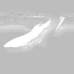 The Whales Are Coming