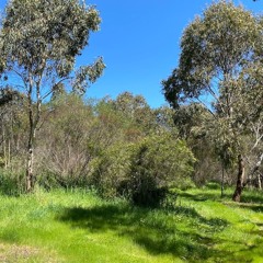 FKISM: Kangaroo habitat, Middle Farm, Yankalilla - September 2023