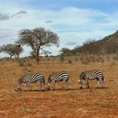 Explore Kenya's Wildlife With Victor Tours And Safaris