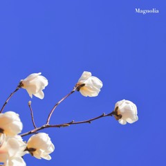 Aden - Magnolia