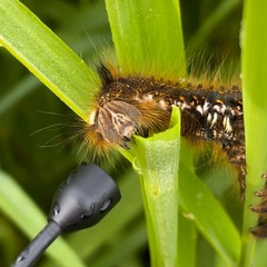 Munching Drinker Moth Caterpillar