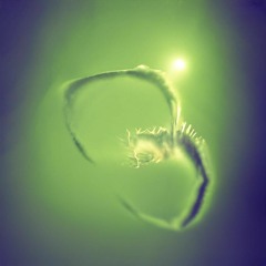 approaching light    feat. the application