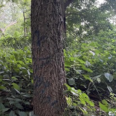 Untitled playlist
