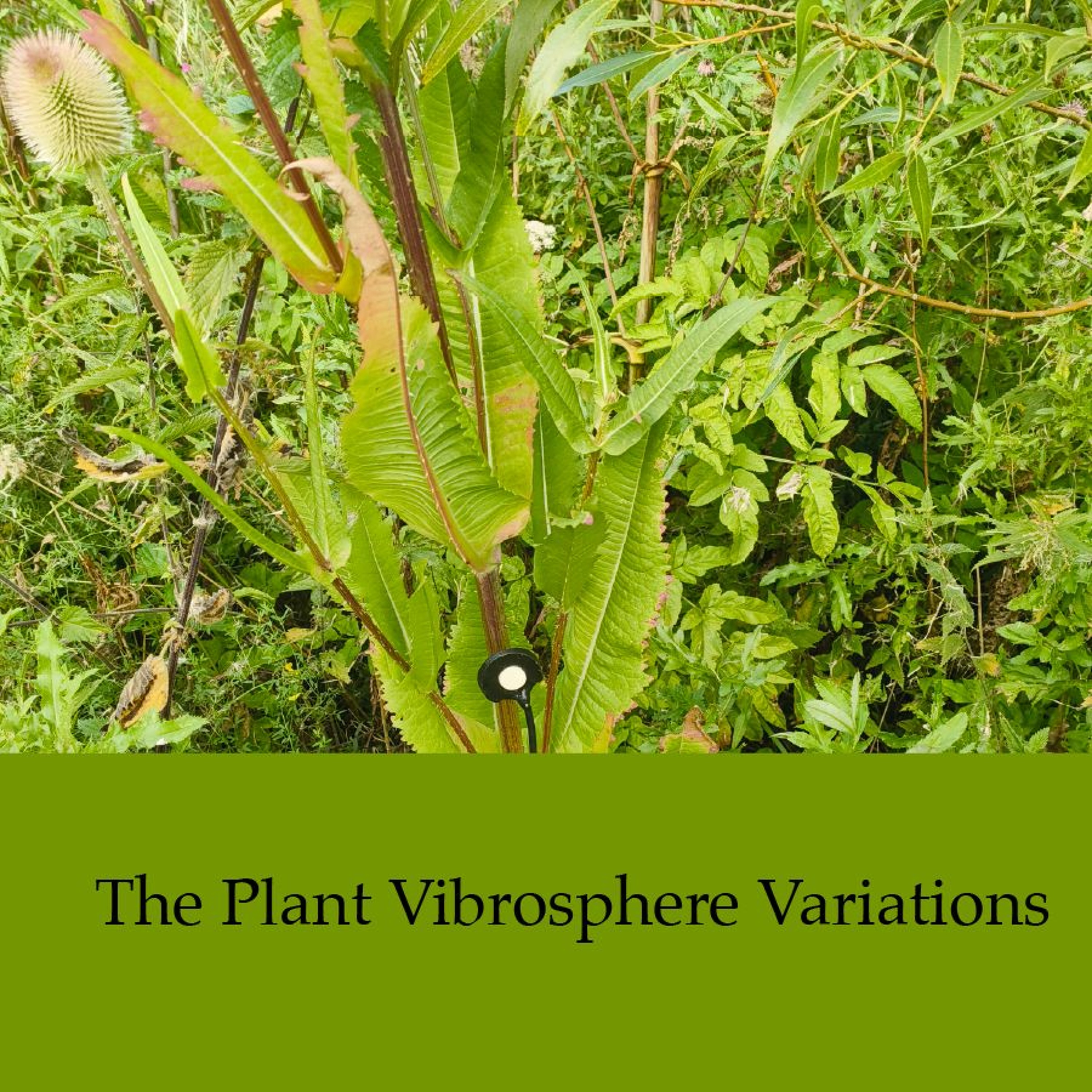 The Plant Vibrosphere Variations episode artwork