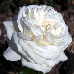 The Song of Sovereignty Rose