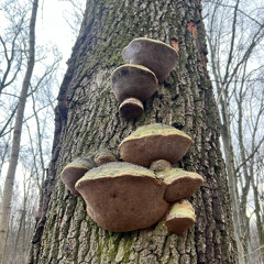 Praise the Shrooms