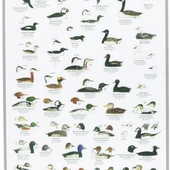 READ⚡[EBOOK]❤ Mac's Field Guides: Northeast Coastal Water Birds (Mac's Guides (P
