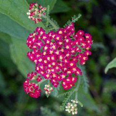 I Wear my Hat to Hide my Horns