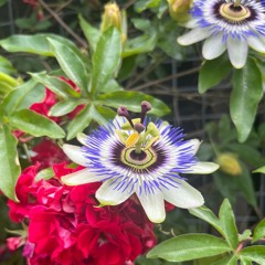 Time - Malaya (Cover)