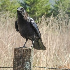 The Crows of El Nido 6 - 18 - 2023 Ojai, CA