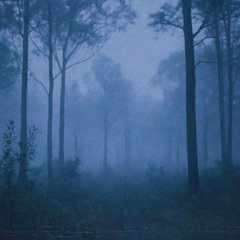 Meditation Music | Forest Whisper | Ezra Reed