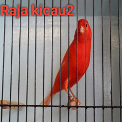 kicau pagi