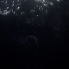 At Home In The Dark Forest