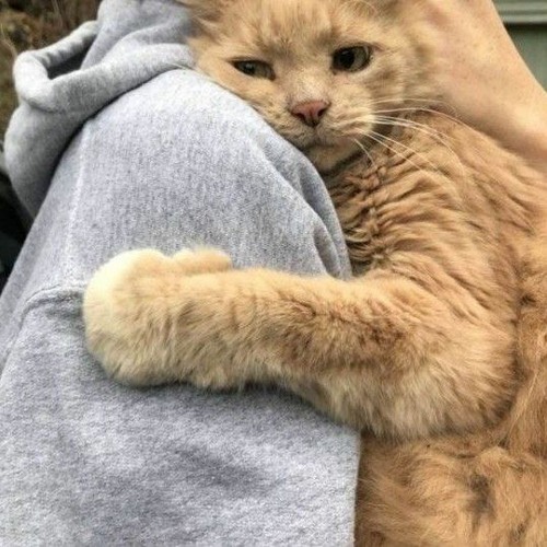 وإن صَآلوا وإن جَآلوا ❀