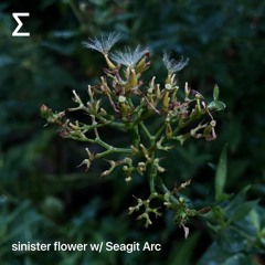 sinister flower w/ Seagit Arc