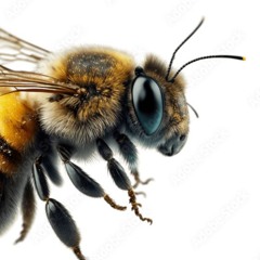 DIMNEON SAYS HI TO A BEE