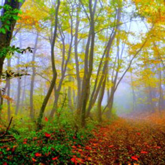 A Forest (Liquid Drum & Bass  version) Bootleg