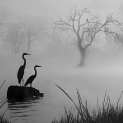 Winter 2020 - Silver Mist