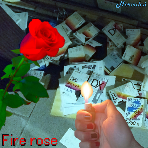 Fire rose