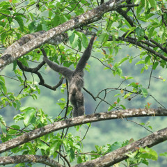 two minutes female javan gibbon