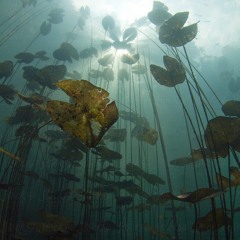 Sunlight, Sunken