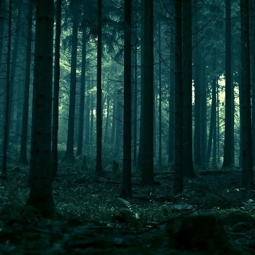 Night in forest with deer rut very close