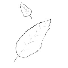 Stillness and Winter Beech