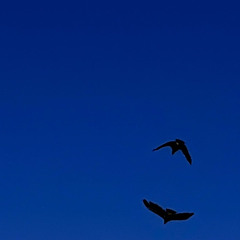 Runaway ft.REDWLF (Prod. )