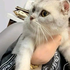 NST VIETMIX 2K25-NHẠC CHẺ NHẠC XÌ CŨNG LÀ NHẠC - DUY NGOAN ft BEHY ft VAN PHONG