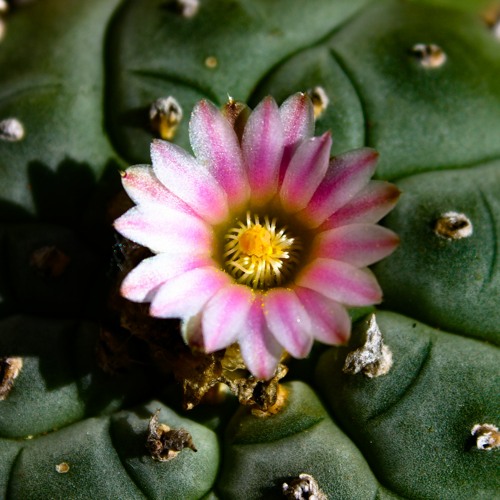 Level 2 in-progress, Loading Level 1..