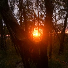 Tribe Ascension 2021