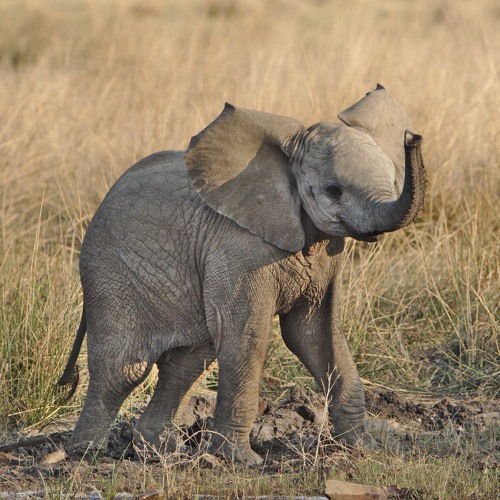 baby elephant