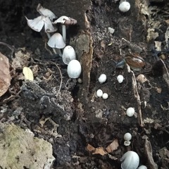 Sacred Shrooms Psychedelia