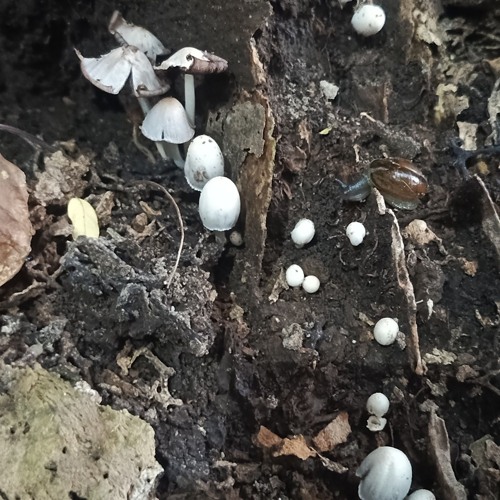 Sacred Shrooms Psychedelia
