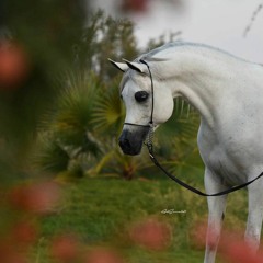 قمري أنا ❤  أداء علاء ناجي