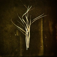 opal tapes