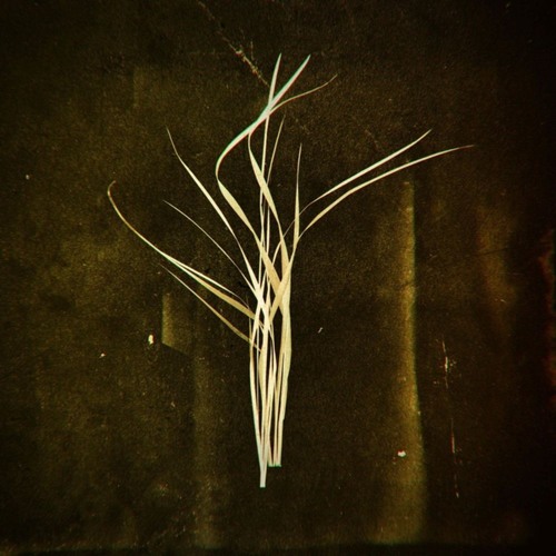opal tapes
