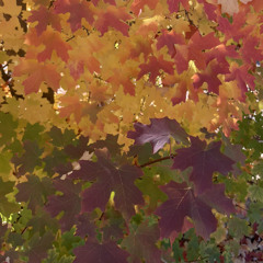 Probably the seasons