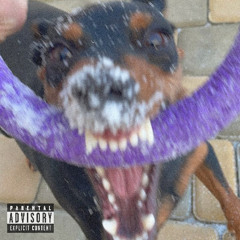 Потерял Своего Пса