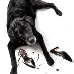 Bad Bad Boy (demo)