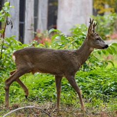 Aboiements de chevreuil capreolus capreolus à Givet (08)